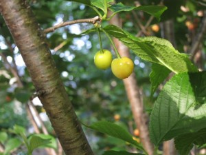 画像(300x225)・拡大画像(640x480)