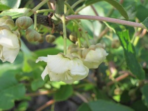 画像(300x225)・拡大画像(640x480)