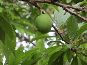 画像(300x225)・拡大画像(640x480)