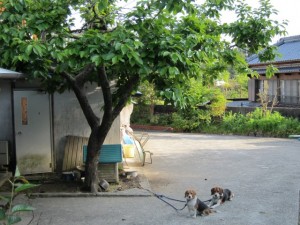 画像(300x225)・拡大画像(640x480)