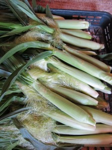 画像(225x300)・拡大画像(480x640)