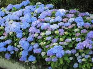 画像(300x225)・拡大画像(640x480)