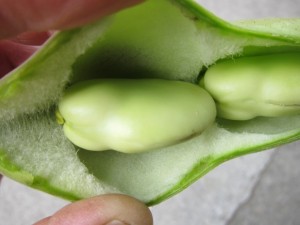 画像(300x225)・拡大画像(640x480)