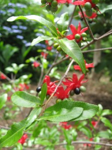 画像(225x300)・拡大画像(255x340)