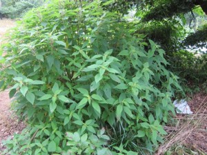 画像(300x225)・拡大画像(640x480)