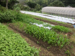 画像(300x225)・拡大画像(640x480)