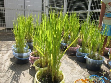 �摜(435x326)�E�g��摜(640x480)