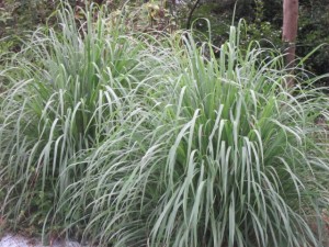 画像(300x225)・拡大画像(640x480)