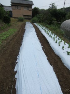 画像(225x300)・拡大画像(480x640)