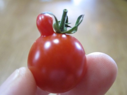 画像(435x326)・拡大画像(640x480)