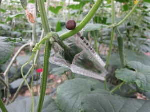 画像(300x225)・拡大画像(640x480)