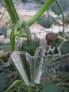 画像(225x300)・拡大画像(480x640)