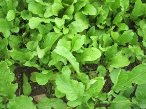 画像(300x225)・拡大画像(640x480)