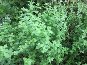 画像(300x225)・拡大画像(640x480)