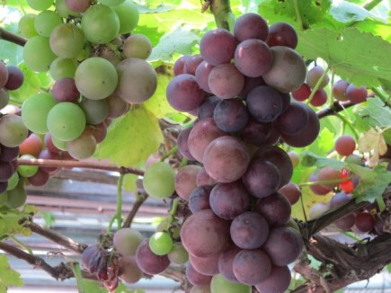 �摜(435x326)�E�g��摜(640x480)