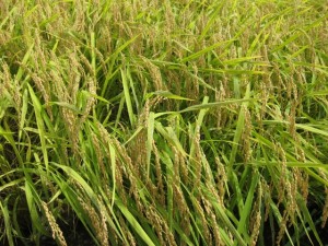 �摜(300x225)�E�g��摜(640x480)