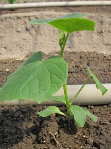 �摜(225x300)�E�g��摜(480x640)