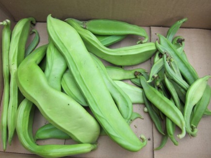 画像(435x326)・拡大画像(640x480)