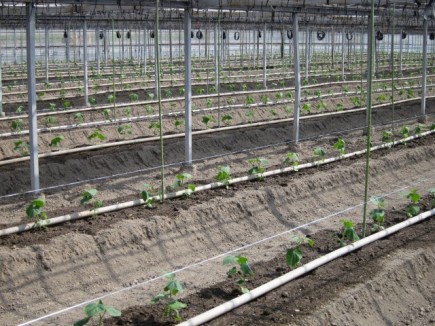 �摜(435x326)�E�g��摜(640x480)