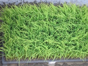 画像(300x225)・拡大画像(640x480)