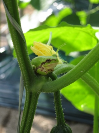 �摜(326x435)�E�g��摜(480x640)