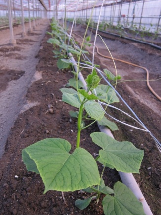 画像(326x435)・拡大画像(480x640)