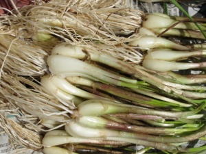 �摜(300x225)�E�g��摜(640x480)