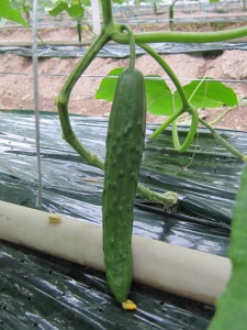 画像(225x300)・拡大画像(480x640)