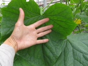 画像(300x225)・拡大画像(640x480)