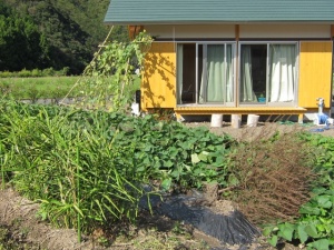 画像(300x225)・拡大画像(640x480)