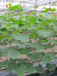 画像(225x300)・拡大画像(480x640)