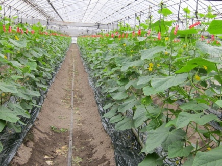 画像(435x326)・拡大画像(640x480)