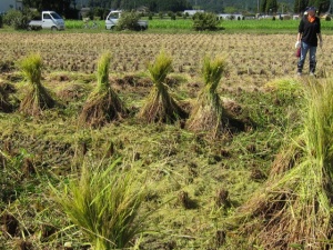 画像(300x225)・拡大画像(640x480)