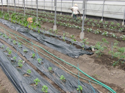 画像(435x326)・拡大画像(640x480)