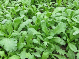 画像(300x225)・拡大画像(640x480)