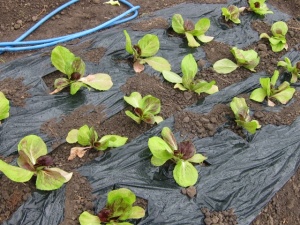 画像(300x225)・拡大画像(640x480)