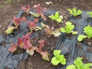 画像(300x225)・拡大画像(640x480)