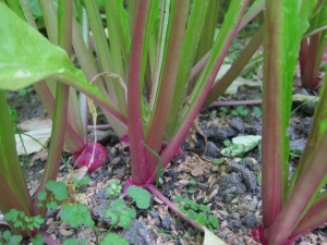 画像(300x225)・拡大画像(640x480)