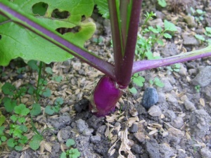 画像(300x225)・拡大画像(640x480)