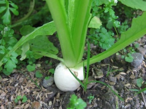 画像(300x225)・拡大画像(640x480)