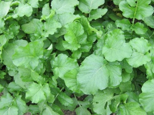 画像(300x225)・拡大画像(640x480)