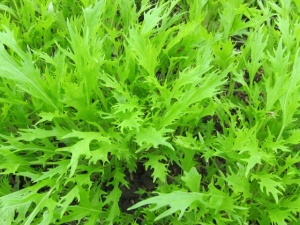 画像(300x225)・拡大画像(640x480)