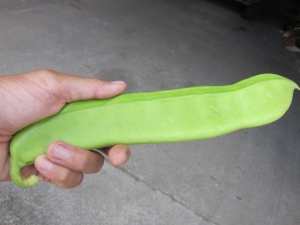 画像(300x225)・拡大画像(640x480)