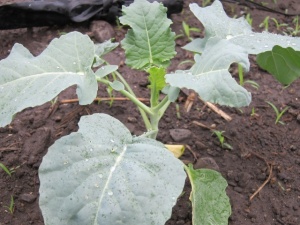 画像(300x225)・拡大画像(640x480)