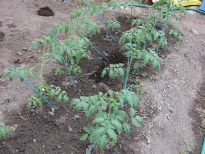 画像(300x225)・拡大画像(640x480)