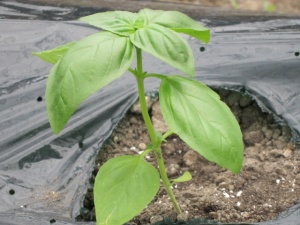 画像(300x225)・拡大画像(640x480)