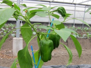 画像(300x225)・拡大画像(640x480)