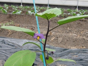 画像(300x225)・拡大画像(640x480)