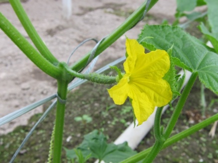 画像(435x326)・拡大画像(640x480)