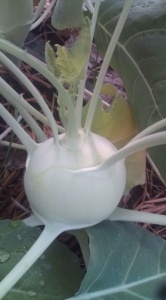 画像(166x300)・拡大画像(355x640)